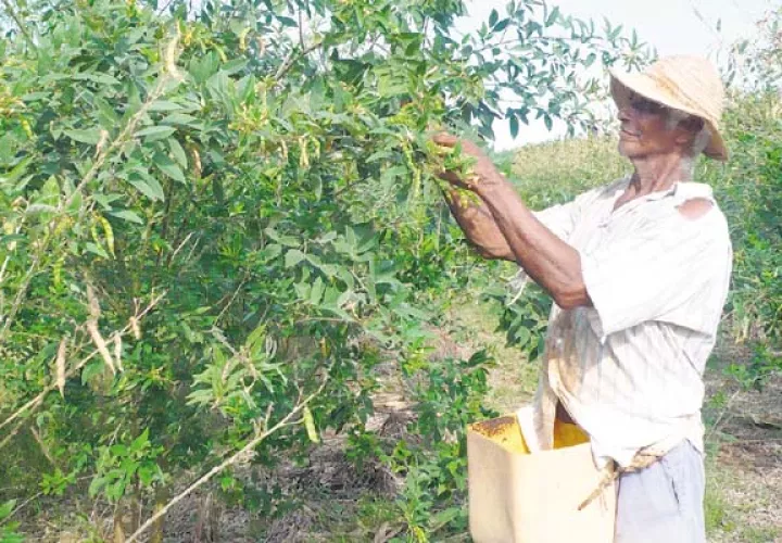 Hace dos años la producción de guandú en el país era buena; sin embargo, en la zona de Boquerón la actividad ha sido abandonada por el 90% de los productores. /Foto Archivo
