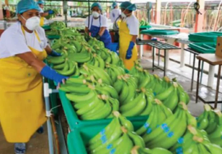 De Ecuador sale la mayoría del banano. EFE