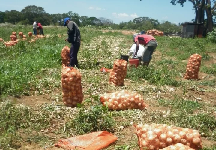 Los productores se quejan del abandono de las  autoridades al sector. /Foto Archivo