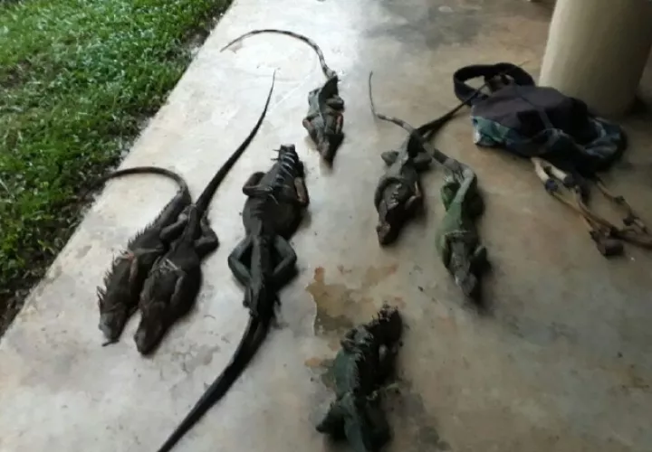 En varios distritos de Chiriquí prevalece la venta de iguanas. José Vásquez