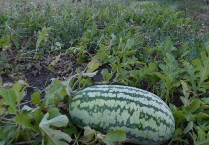 Este martes se reunirán con productores de sandía. /Foto Zenaida Vásquez