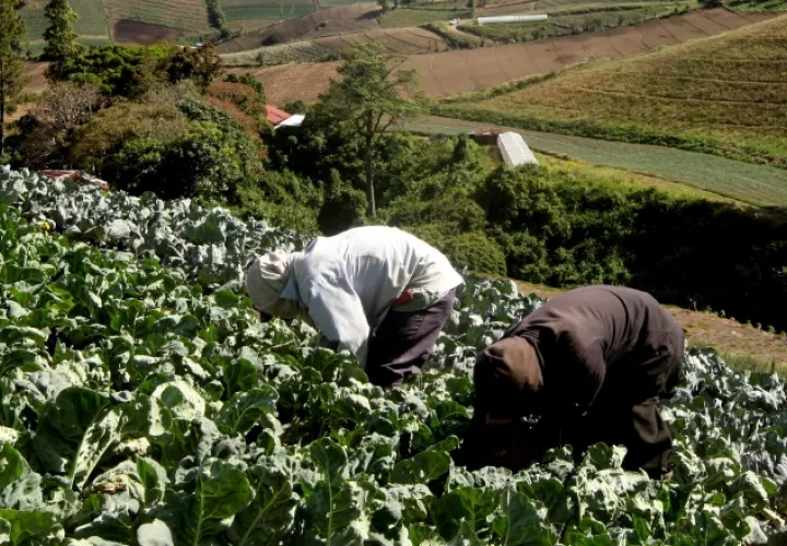 Ante las importaciones desmedidas, algunos productores de cebolla y papa han migrado hacia otros rubros. /Foto Archivo.