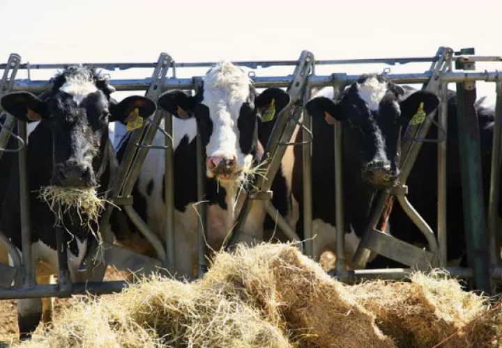 Animales para consumo humano no deben recibir antibióticos