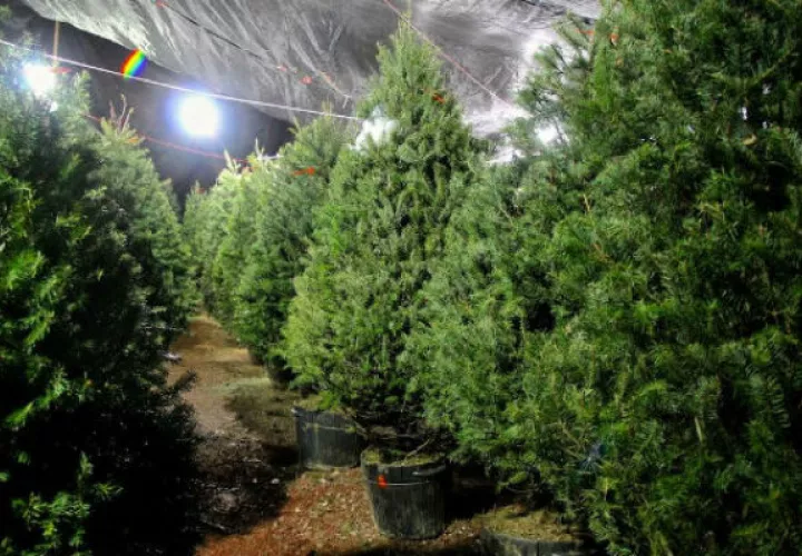 Árboles serán inspeccionados
