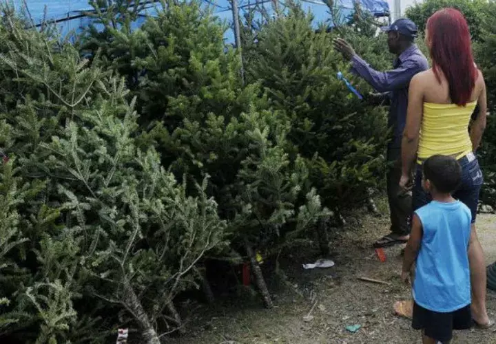 Los panameños no han dejado de comprar el árbol de navidad. Foto/Archivo