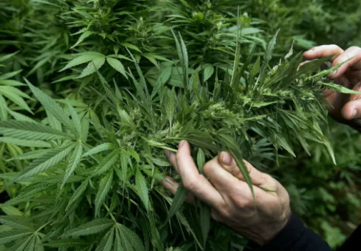 La marihuana es la sustancia ilícita más utilizada en el mundo.