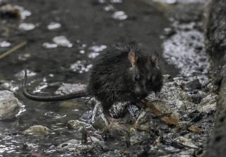Una rata camina por una alcantarilla