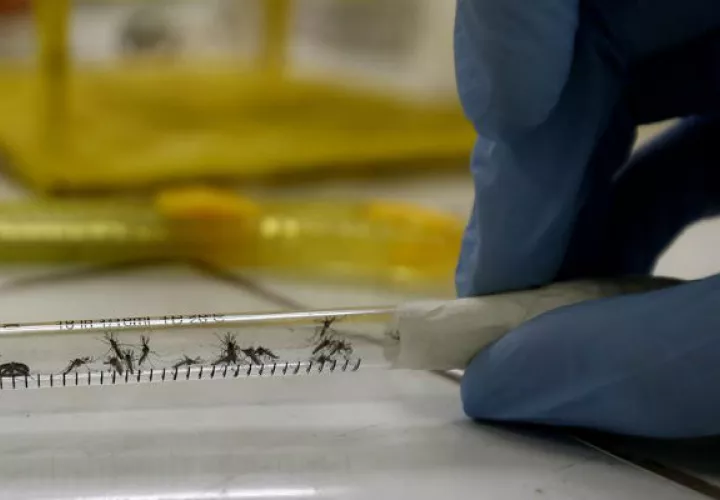 Empresa costarricense lanza una pintura para combatir el mosquito Aedes aegypti