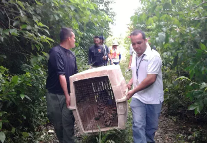 El ocelote se recupera satisfactoriamente.