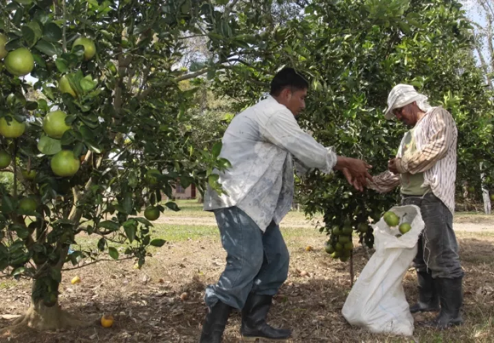 La producción de cítricos podría verse afectada, según expertos. Archivo