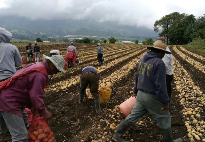 Trabajadores sostienen que el sector agropecuario no está deprimido por el tema de salario mínimo. /Foto Archivo