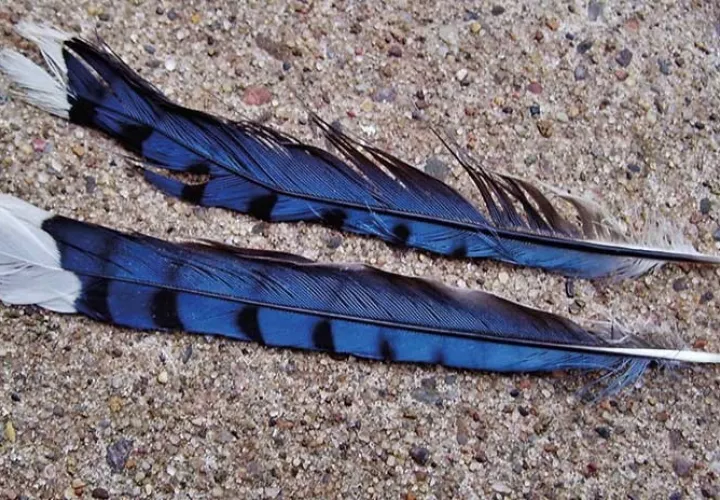 Las especies híbridas entre los vertebrados son extremadamente raras.