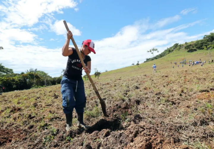 Integrante de la antigua guerrilla de las Farc mientras trabaja en proyectos agrícolas. FOTO/EFE