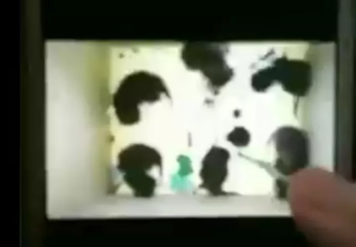 Se tipificaron las faltas o delitos contra los animales domésticos.