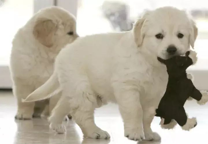 La finalidad es ofrecerle a todas las familias de América Latina una opción para que sus mascotas sobrelleven las fiestas.