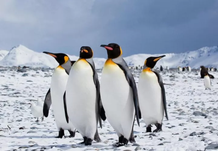 Este descubrimiento indican cómo cambió la tierra con el tiempo.