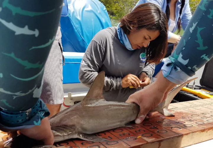 Misión de seguimiento en áreas de frecuentadas por tiburones juveniles. FOTO/EFE