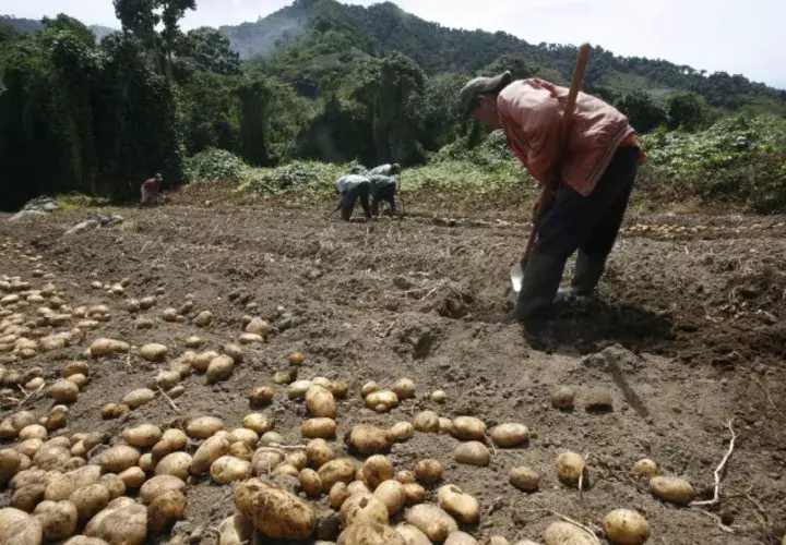 Varios productores del país han abandonado la actividad debido a la falta de políticas públicas y a las pérdidas económicas que han tenido que afrontar sin ningún apoyo. Archivo
