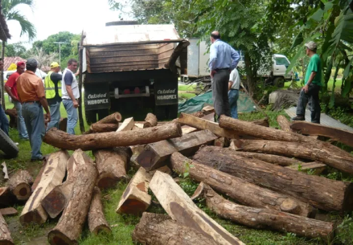 La ONU Medio Ambiente calcula que el 30% de la madera que se comercializa en el mundo es ilegal. /Foto Archivo Epasa