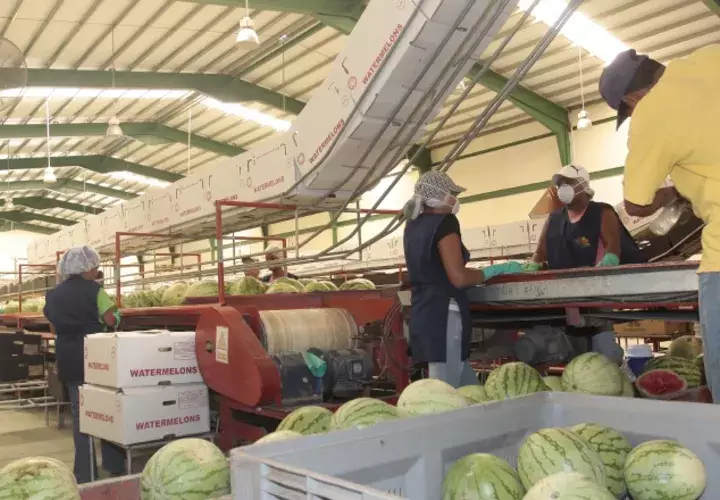 Muchos empresarios están abandonando el sector primario porque al final sale más barato importar que seguir produciendo, indicó Rosmer Jurado, presidente de Apex. /Foto Archivo