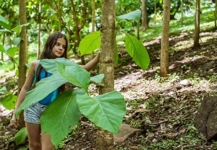 'El despertar de las hormigas', (ficción). De Antonella Sudasassi,  España/Costa Rica. Cortesía