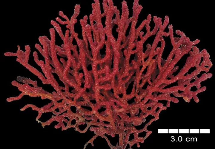 Las colonias de A. adusta son de color rojo brillante y tupidas. Foto: Cortesía/STRI