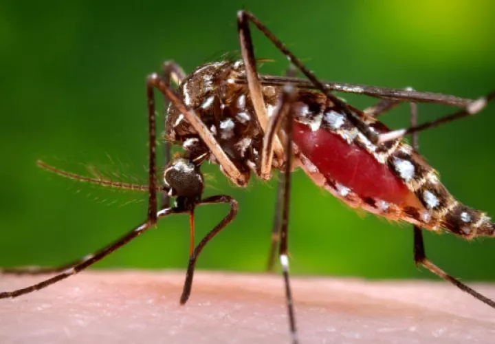 Aedes aegypti, transmisor de la enfermedad. Foto: Archivo/Ilustrativa.