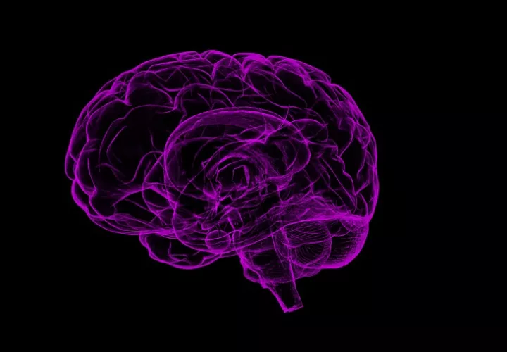 La excitación genital estaba más relacionada en las mujeres con los cambios en la actividad en numerosas regiones del cerebro. Foto: Pixabay