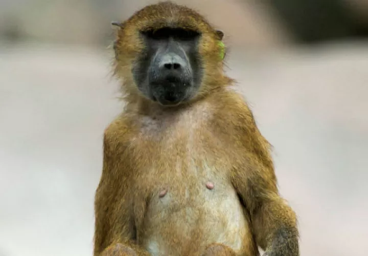 Un babuino se sienta. Foto: EFE 