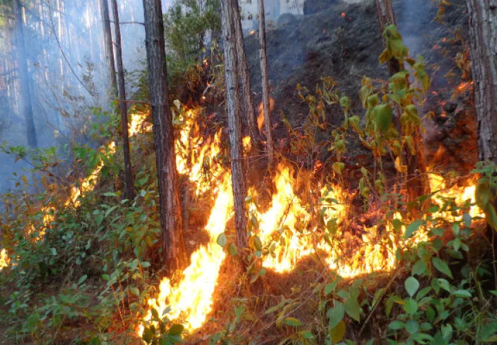 Unos 3 mil 472 incendios de masa vegetal se registraron en todo el país hasta noviembre del 2017. 