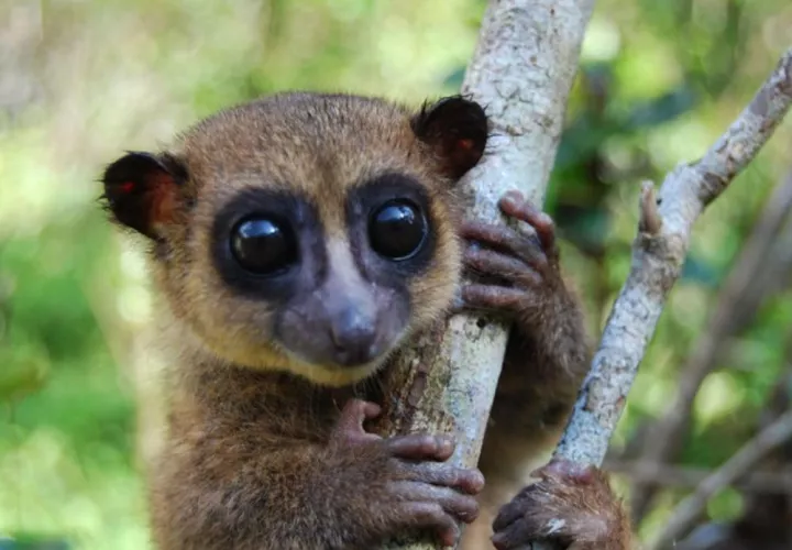 La nueva especie fue denominada lémur enano de Groves. Foto: Primate Conservation