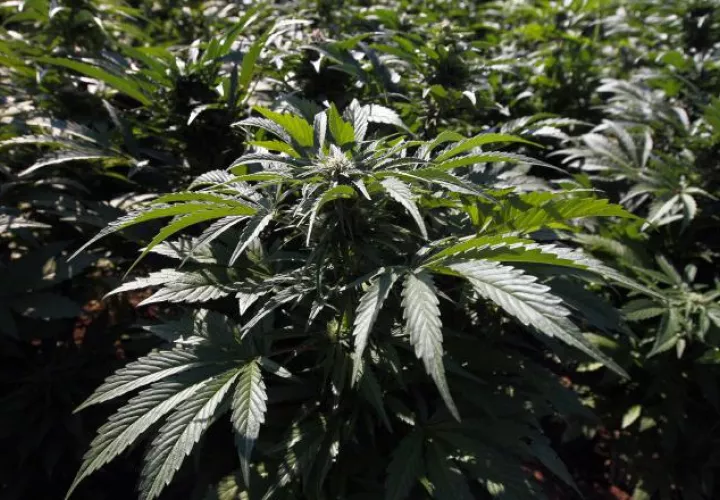 La marihuana, como todas las drogas, está regulada por leyes federales.