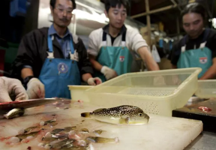 Unos cocineros japoneses limpian peces globo venenosos (Fugu) en una pescadería de Urayasu, en la provincia japonesa de Chiba. 