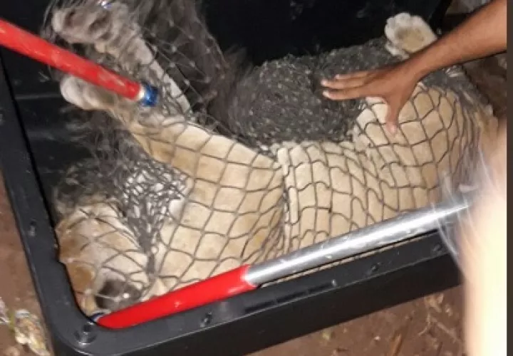 Una persona de la comunidad hizo la llamada de alerta de que el puma se encontraba en esta  área. Foto: Policía Nacional