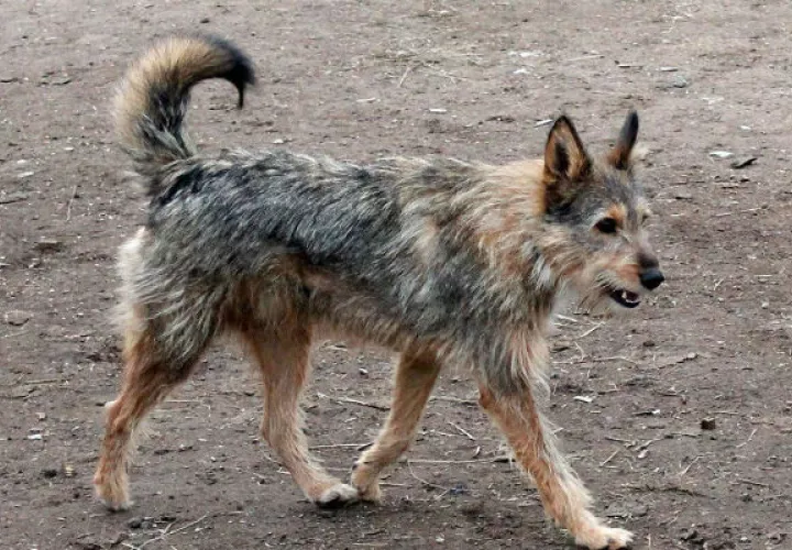 Algunos perros son acogidos en refugios temporales. FOTO/EFE