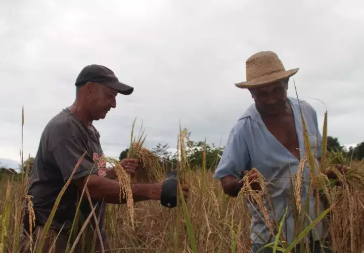 Los productores aseguran que existe un negociado en la importación de arroz. /Foto Archivo