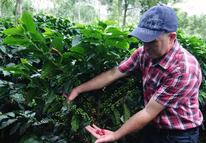 Calentamiento global afecta producción de café. /Foto EFE 