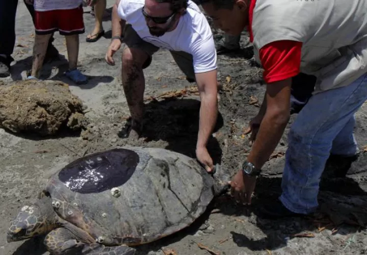 Accesorios y artesanías son elaborados con el caparazón de la tortuga carey para venderlos en regiones del Caribe. /Foto Archivo