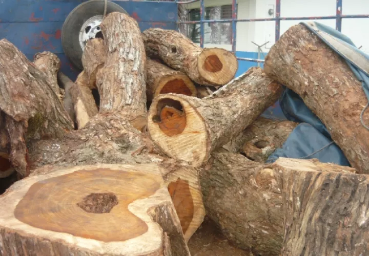 El tráfico ilegal de madera se ha reducido en 68%. /Foto Archivo