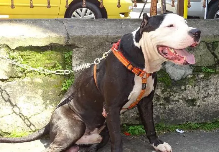 Países como España, Argentina y Colombia actualmente poseen una ley para  perros potencialmente peligrosos (PPP).