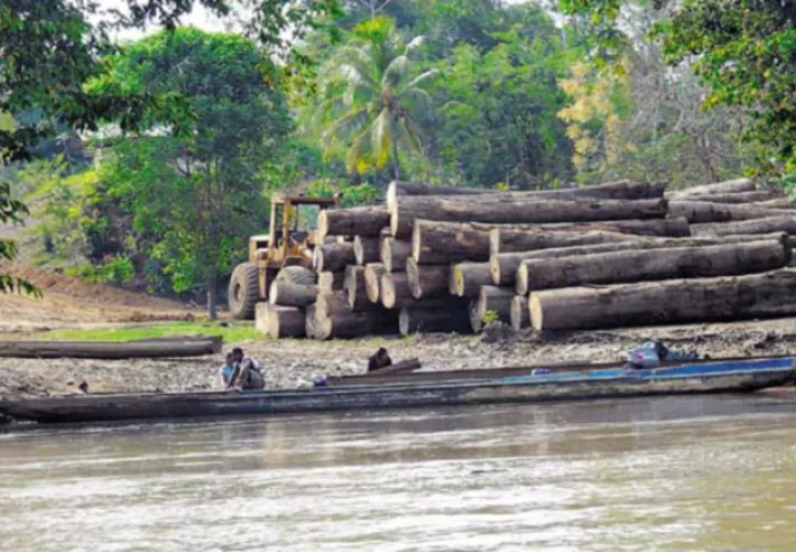La madera decomisada será trabajada por privados de libertad. Archivo