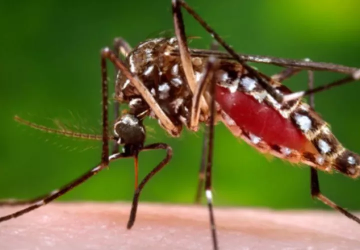 Mosquito Aedes aegipty, transmisor de la enfermedad. Archivo
