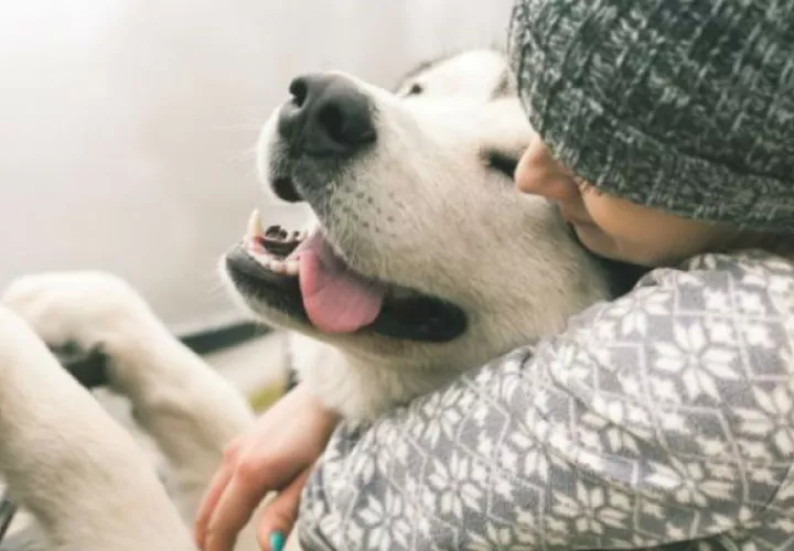 La iniciativa busca fomentar el amor a los animales. Foto/Ilustrativa
