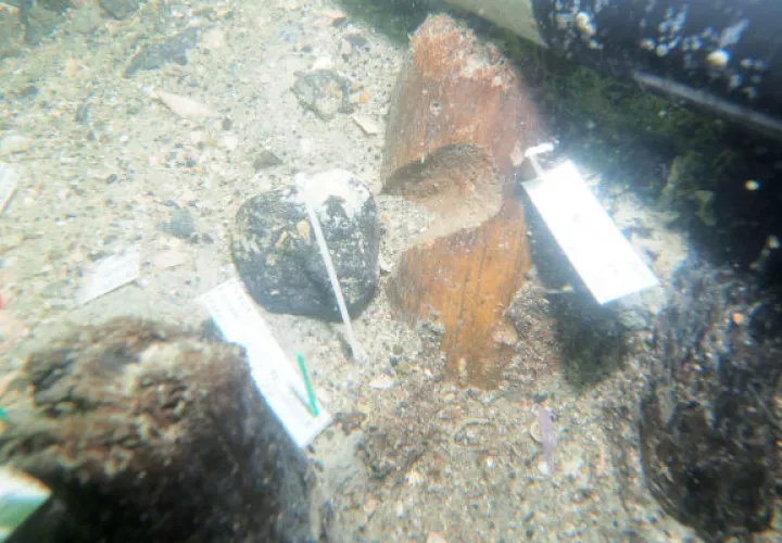 En Florida es ilegal excavar, extraer materiales o restos humanos del lugar, destruir, cometer actos vandálicos. FOTO/EFE