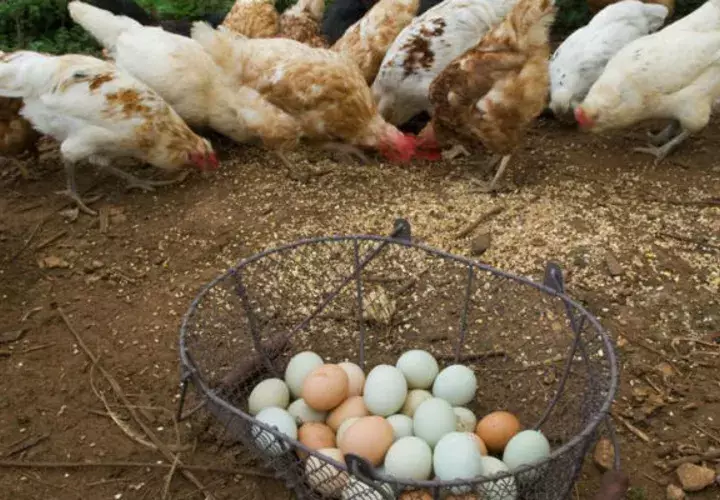 Las autoridades francesas están velando por el bienestar de los animales y la salud de sus habitantes. Foto/Ilustrativa