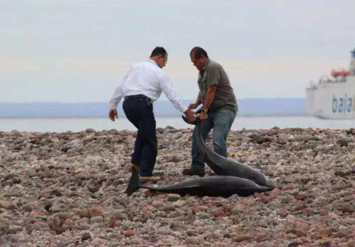 Autoridades del Medio Ambiente y residentes del municipio de La Paz, regresan al mar a decenas de delfines. FOTO/EFE