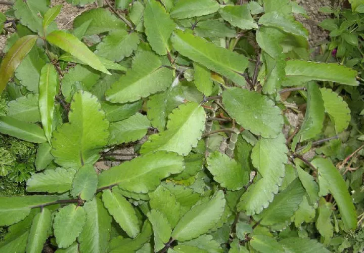 La planta suele tomarse en infusión