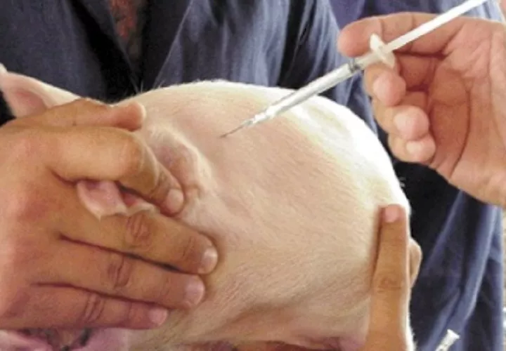 Buscan fabricar vacunas para los sectores avícola y porcino. /Foto Archivo