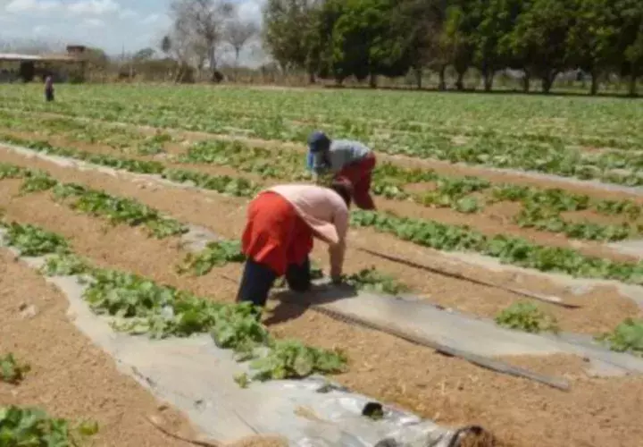 Los agricultores piden ayuda. /Foto Archivo