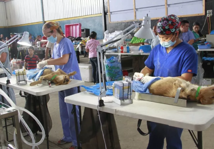 Cada animal responde de forma diferente a la anestesia, por eso, debe reposar tras la operación. /Foto Archivo